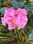 The E. G. Waterhouse National Camellia Gardens High Tea Lunch Image -648cef84871fb